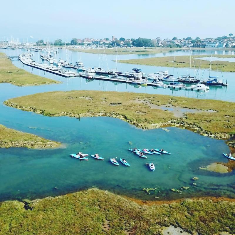 a herd of cattle walking across a beach next to a body of water
